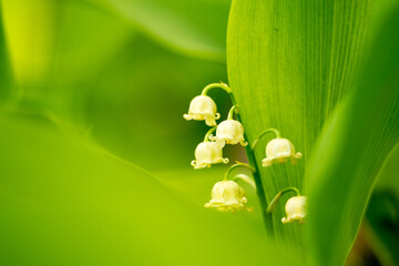 Makroaufnahme von weißen Maiglöckchenblüten im Frühling in Weiß und Grün