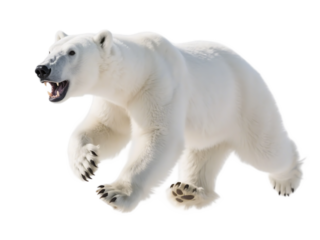 A polar bear in mid - jump with open mouth, showing sharp claws, in a natural arctic - like setting.