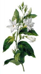 Fototapeta premium jasmine plant with star-shaped white flowers, glossy green leaves, and clustered buds