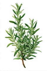 Fototapeta premium rosemary sprig with needle-like evergreen leaves growing densely along woody green stems—capturing the aromatic elegance and structural clarity of this culinary and medicinal herb