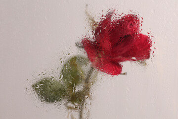 Smoke selected soft focus red Rose Flower through glass with wet flow water drops. Abstract natural blur background.