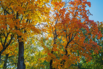 A Stunning Autumn Landscape Featuring Vibrant Trees, Bright Colors, and a Clear Blue Sky