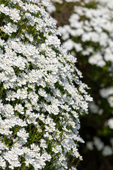 Evergreen candytuft (iberis sempervirens) flowers in bloom
