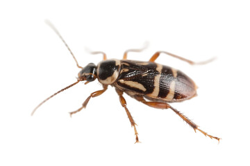 Close-up of a striped beetle with distinct patterns on a plain white background, showcasing its detailed features.