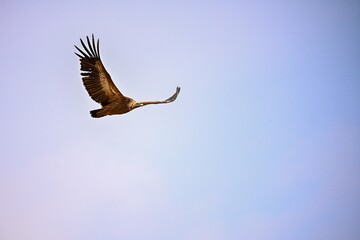 Griffon Vulture or Gyps fulvus in flight.