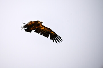 Griffon Vulture or Gyps fulvus in flight.