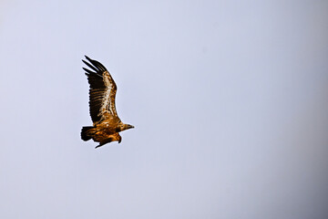 Griffon Vulture or Gyps fulvus in flight.