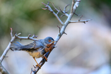 Subalpine Warbler - Sylvia cantillans, perched on a tree branch