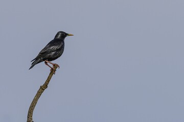 Common Starling perched on a branch against a clear sky