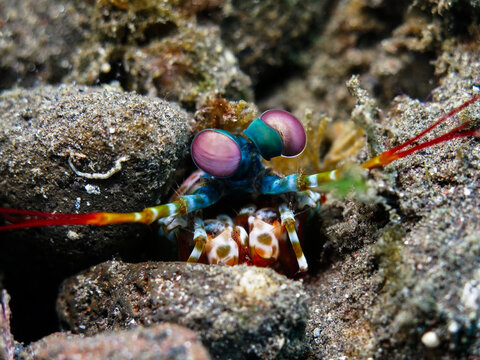 Mantis shrimp from Tulamben