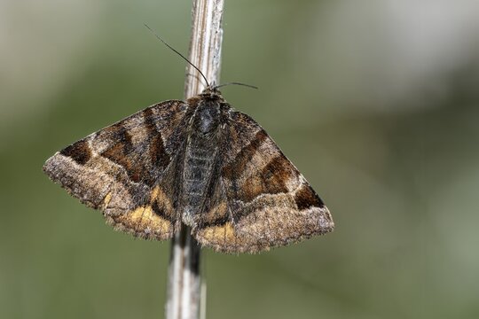Close-up of Euclidia glyphica moth resting on a plant