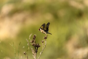 European goldfinch perched on a dry plant in nature