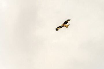Black kite soaring in the sky with wings spread wide
