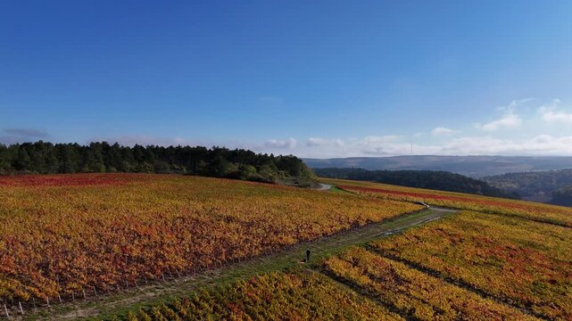 Vue a&eacute;rienne du plus grand terroir de toute la Champagne (866 hectares de vignes), class&eacute; au patrimoine mondial de l&rsquo;UNESCO : Les vignobles des communes des Riceys, dans l'Aube, en automne