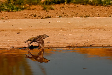Crossbill or Loxia curvirostra, reflected in a golden spring.