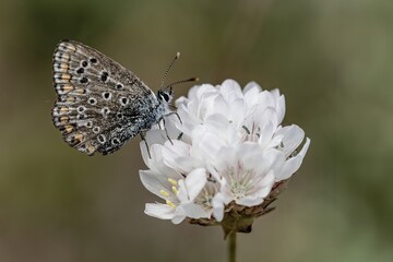 Common blue butterfly perched on a delicate white flower
