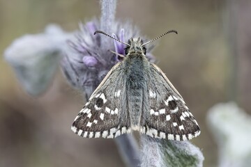 Large grizzled skipper butterfly perched on a soft purple flower