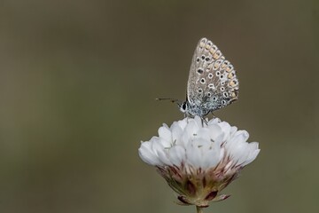 Common blue butterfly perched on a delicate white flower