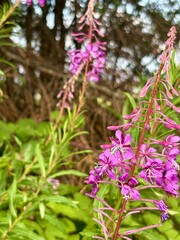 Fototapeta premium Bright purple fireweed blooms in sunlight, standing tall among green foliage. Its vivid petals and slender stems create a striking contrast, attracting pollinators in a vibrant summer meadow scene.