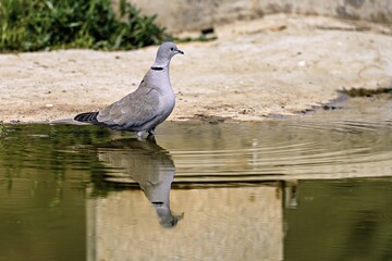 Eurasian collared dove standing in shallow water with reflection