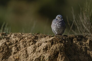 European turtle dove resting on a dirt mound in natural habitat