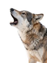 Fototapeta premium A wolf is shown howling with its mouth open, displaying its teeth and fur in a natural environment.