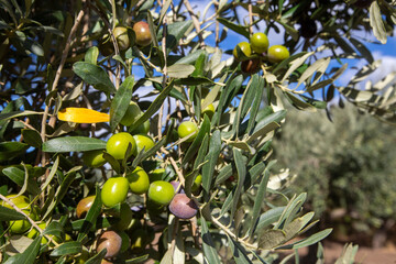 Green olives in olive tree before harvest.