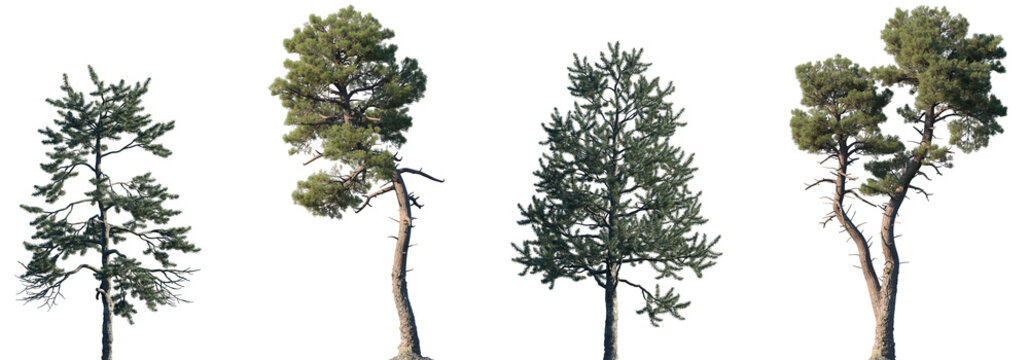 Set of Pinus tabuliformis and Pinus muricata frontal isolated png on a transparent background perfectly cutout