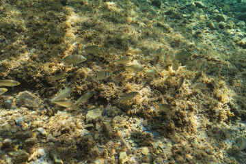 Underwater view of a school of fish swimming over a rocky, sunlit seabed in the Calanques of Marseille, France.
