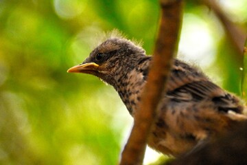 Young bird near nest
