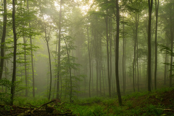 Naklejka premium Bäume im Nebel bei Sonnenaufgang in der Pfalz – Teleaufnahme im goldenen Morgenlicht