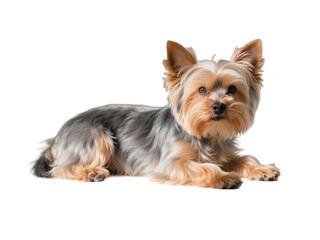 A Yorkshire Terrier dog is lying down on a plain white background, showcasing its fluffy coat and cute appearance.