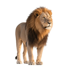 Obraz premium A majestic male lion with a full mane stands alert, showcasing its strength and presence in the wild.