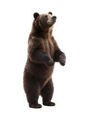 Fototapeta premium A brown bear is seen standing upright, showcasing its sturdy build in a natural outdoor setting.
