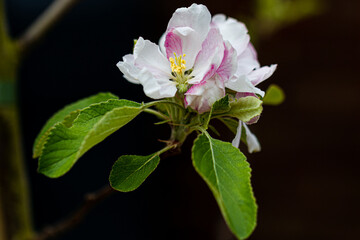 Coxs orange pippin apple blossom, malus domestica,  in Marnhull Village, Dorset, United Kingdom and bred by Richard Cox around the year 1825