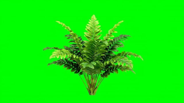 An isolated vibrant green garden plant slowly swaying in a gentle breeze against a solid green screen background ready for compositing production, motion graphics, gentle breeze
