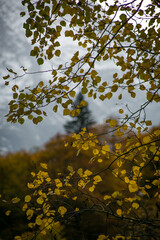 autumn in the forest. yellow leaves close up