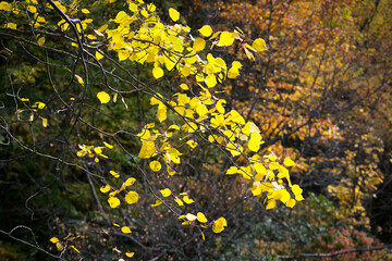 autumn in the forest. yellow leaves close up