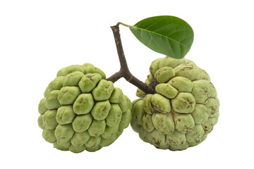 Obraz premium Fresh custard apples on branch with green leaf, sweet tropical fruit
