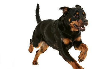 Obraz premium A Rottweiler dog is seen running energetically on a plain white background, showcasing its athletic build and lively demeanor.