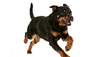 A Rottweiler dog is seen running energetically on a plain white background, showcasing its athletic build and lively demeanor.