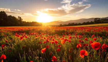 Obraz premium Sunrise over a field of poppies