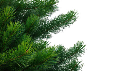 Green pine tree branches isolated on transparent background, high-resolution photorealistic photography.