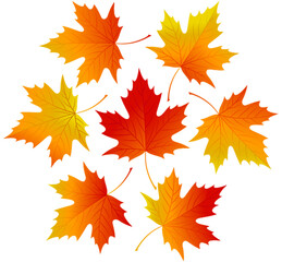 set of autumn leaves high quality transparent PNG