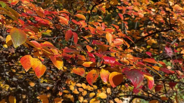 Fall colors of cotoneaster bush in the autumn park.