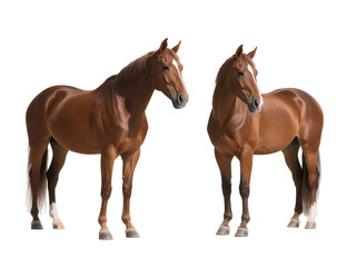 Fototapeta premium Two brown horses are standing side by side with a clear background, showcasing their graceful forms.