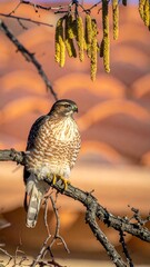A hawk perched on a branch with a terracotta tile roof behind it
