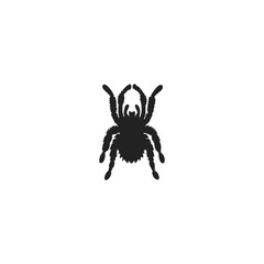 silhouette spider, tarantula