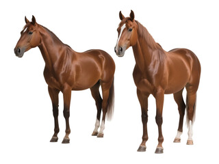 Naklejka premium Two brown horses with well-defined features standing on a plain background, showcasing their elegant forms.