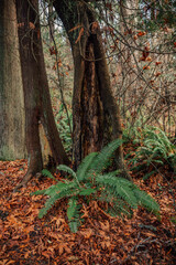 autumn in the forest, sword fern